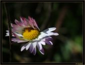 Candela Flor001