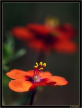 Candela Flor002