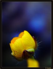 Candela Flor003