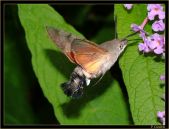 Candela Insecto001