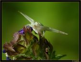 Candela Insecto002