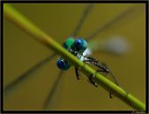 Candela Insecto003