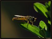 Candela Insecto004
