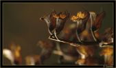 Candela Vegetal002