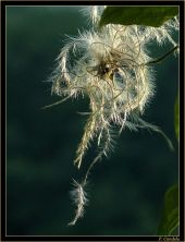 Candela Vegetal003