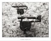 bodegon-24
