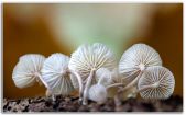 mmm