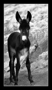 hepburn