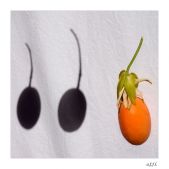 afluque