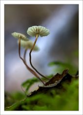 Marasmius androsaceus