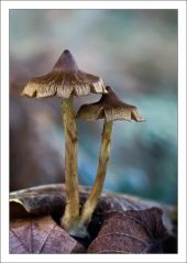 Cortinarius sp