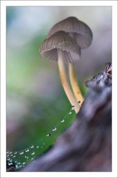 Mycena inclinata