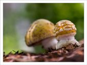Amanita gemmata