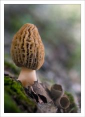 Morchella rotunda
