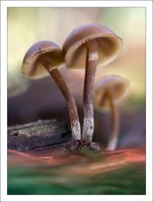 Galerina marginata