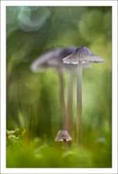 Mycena sp