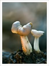 Helvella crispa