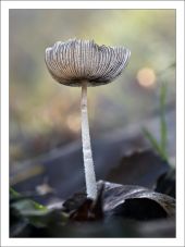 Coprinus lagopus