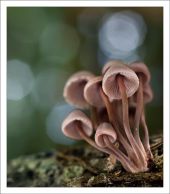 Mycena haematopus