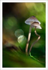 Mycena sp