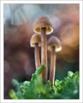 Galerina sp
