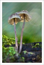 Mycena sp