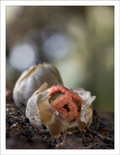 Clathrus cancellatus