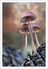 Mycena seynii