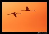 jlrodriguez-4