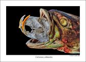 spitzer 011
