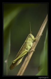 saltamontes2b.jpg