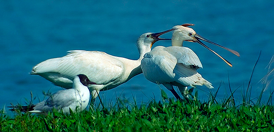 digiscoping06.jpg