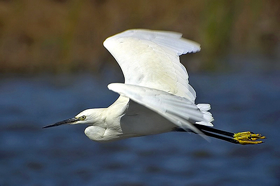 digiscoping07.jpg