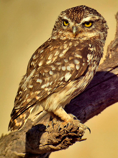 digiscoping08.jpg