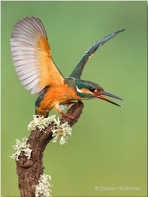 Common Kingfisher