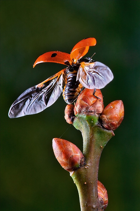 mariquita