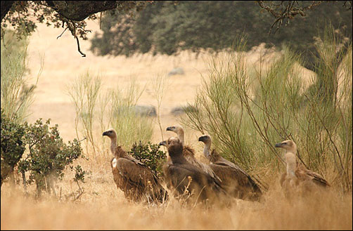 Buitres-junto-a-carroa.jpg