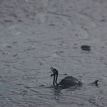 Vertido incontrolado en la Bahía de Algeciras