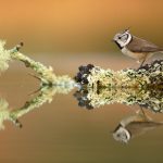 Fotografía de aves con reflejo (por José Benito Ruíz)