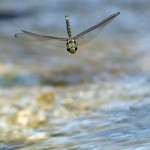 Técnica fotográfica: Insectos en vuelo