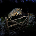 José Luis Rodríguez premiado con el Wildlife Photographer of the Year 2009