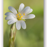 [Técnica Fotográfica] Iluminación de macrofotografía