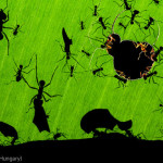 Fallados los Wildlife Photographer of the Year 2010