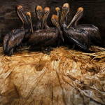 Daniel Beltrá gana el Wildlife Photographer of the Year 2011