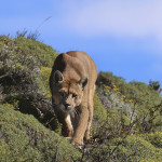 Looking for the Wild por Andoni Canela y el libro: «Durmiendo con lobos».