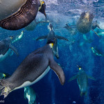 Fallado el premio Wildlife Photographer of the Year 2012